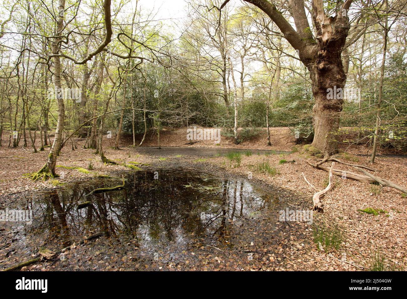 Thames Valley Bog Epping Forest Essex, England UK Europe Stock Photo