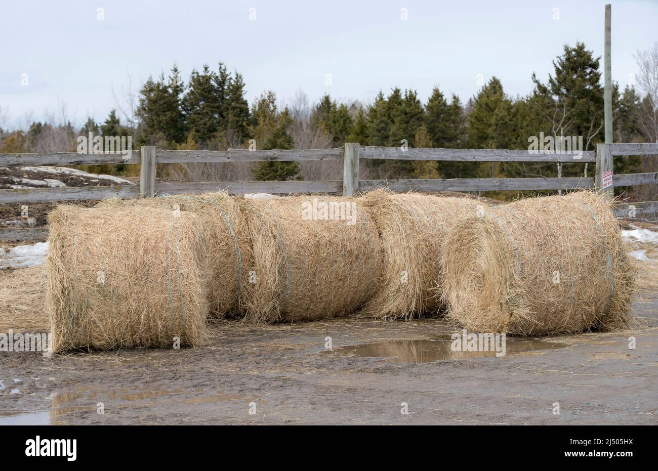 Bales of hay in a barnyard. Sky is overcast. Ground is wet and muddy