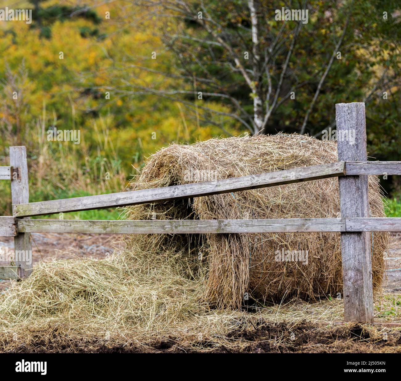 A round bale of hay behind a broken wooden fence. The center of the bale has spilled out under the fence. Stock Photo