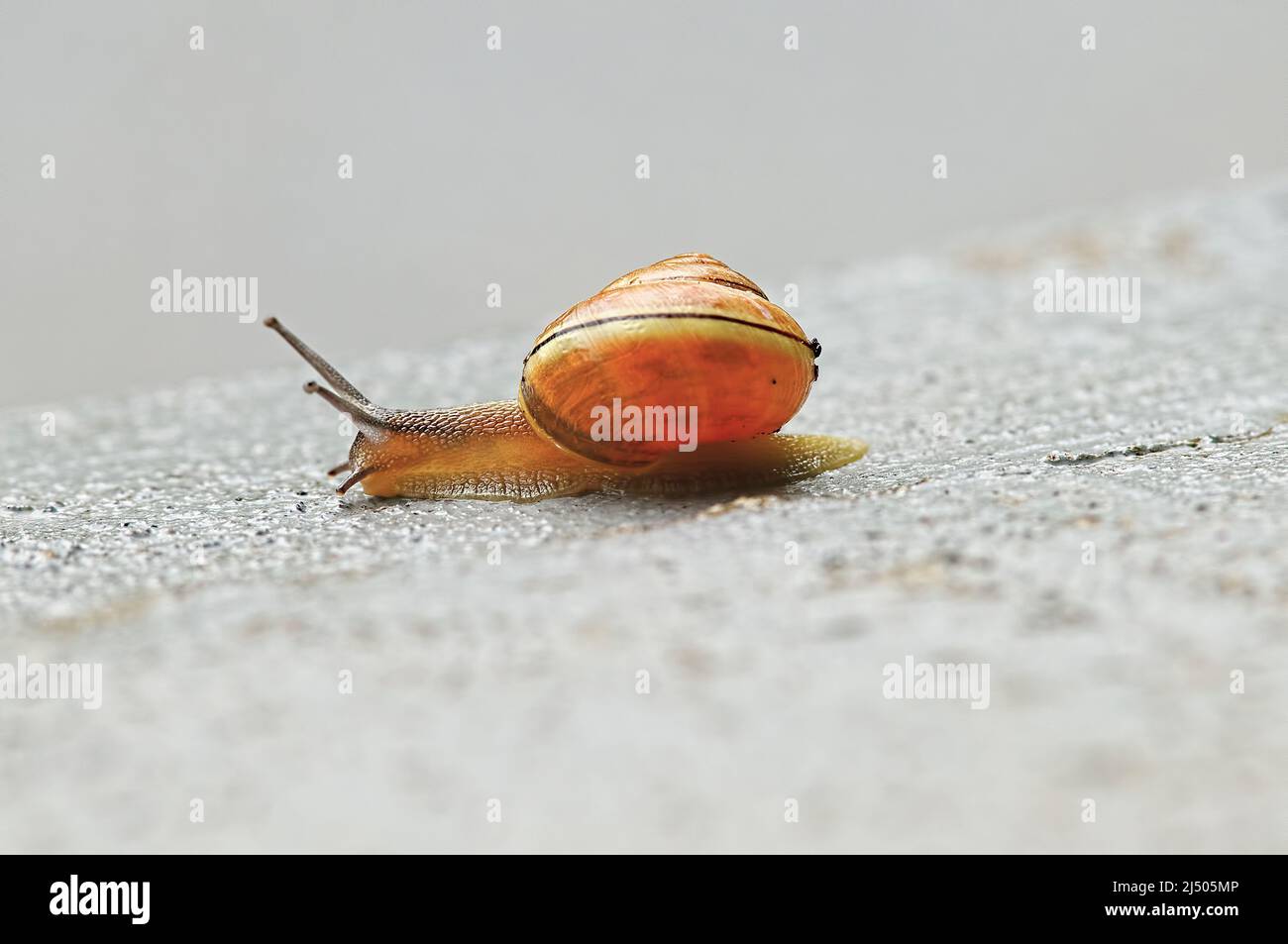 Grove snail or Brown-lipped snail (Cepaea nemoralis) stretched out and moving along the ground. British Columbia, Canada. Stock Photo