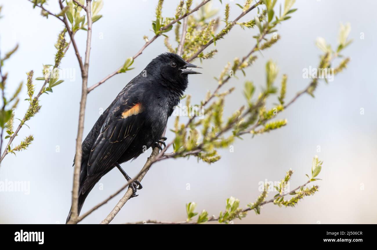 A male red-winged blackbird " Agelaius phoeniceus " calls for a mate in a Canadian wetland. Stock Photo