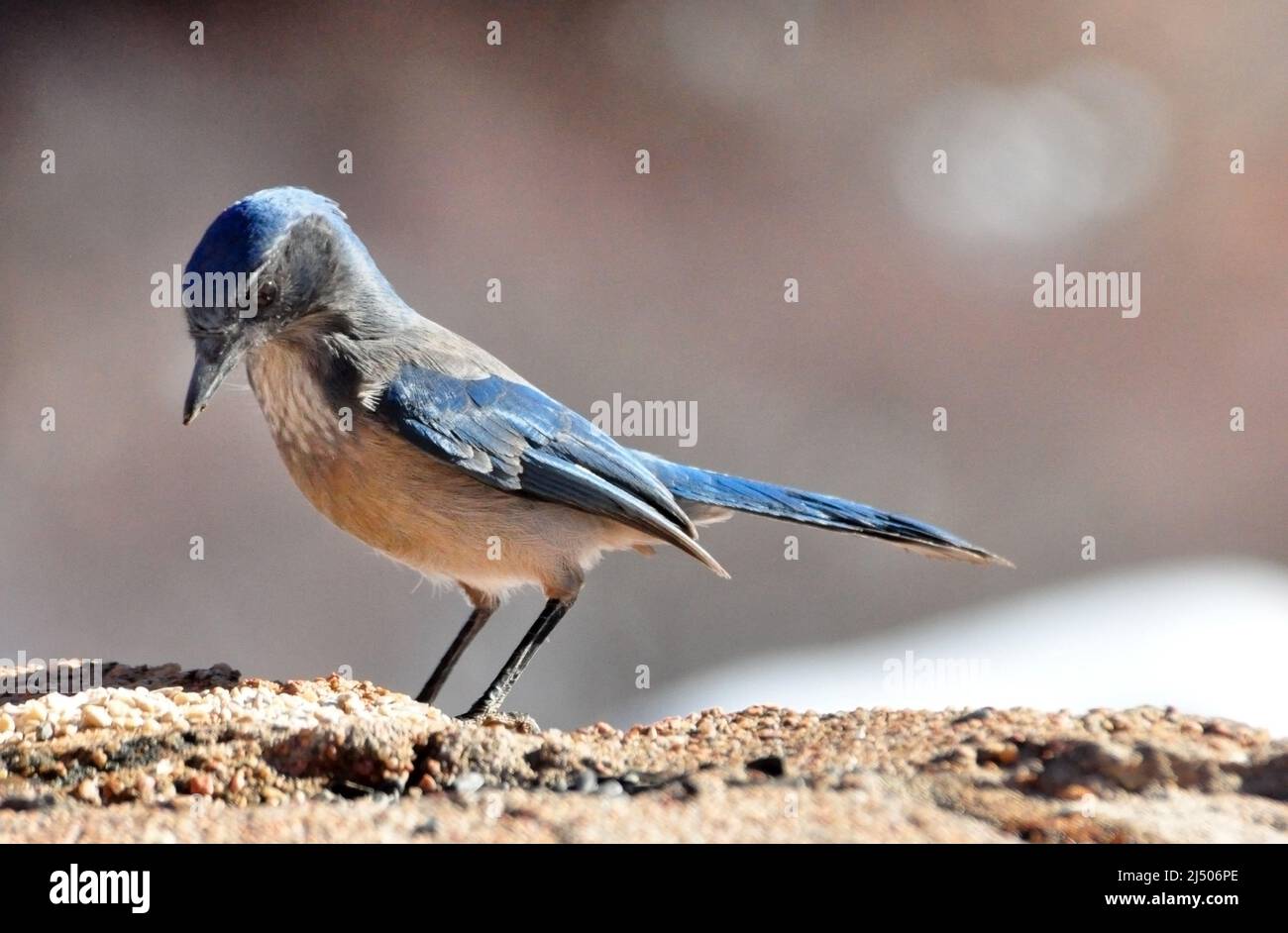 Woodhouse's scrub jay perched on stone wall Stock Photo