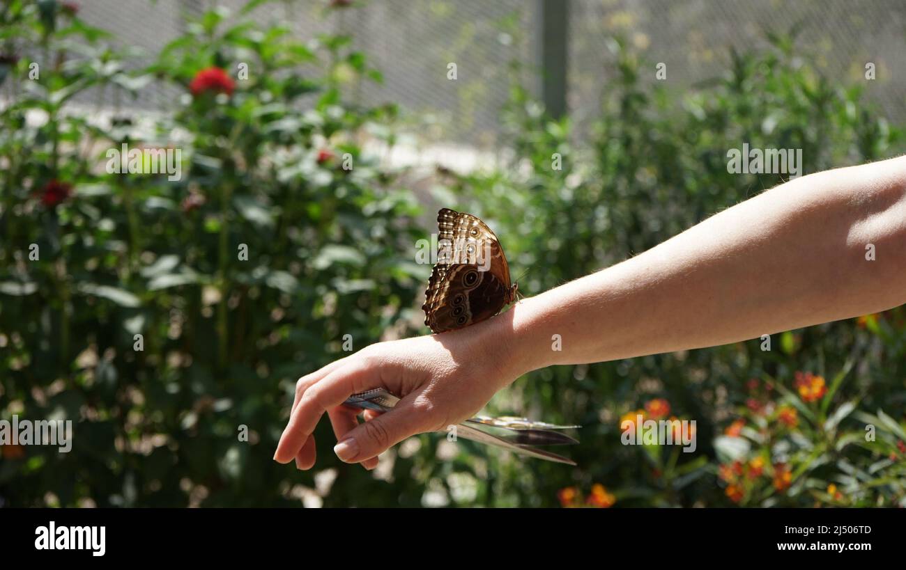 Los Angeles, USA. 18th Apr, 2022. A butterfly lands on a visitor's hand