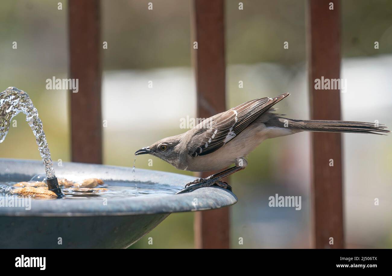 Northern Mockingbird on the rim of the bird bath Stock Photo Alamy