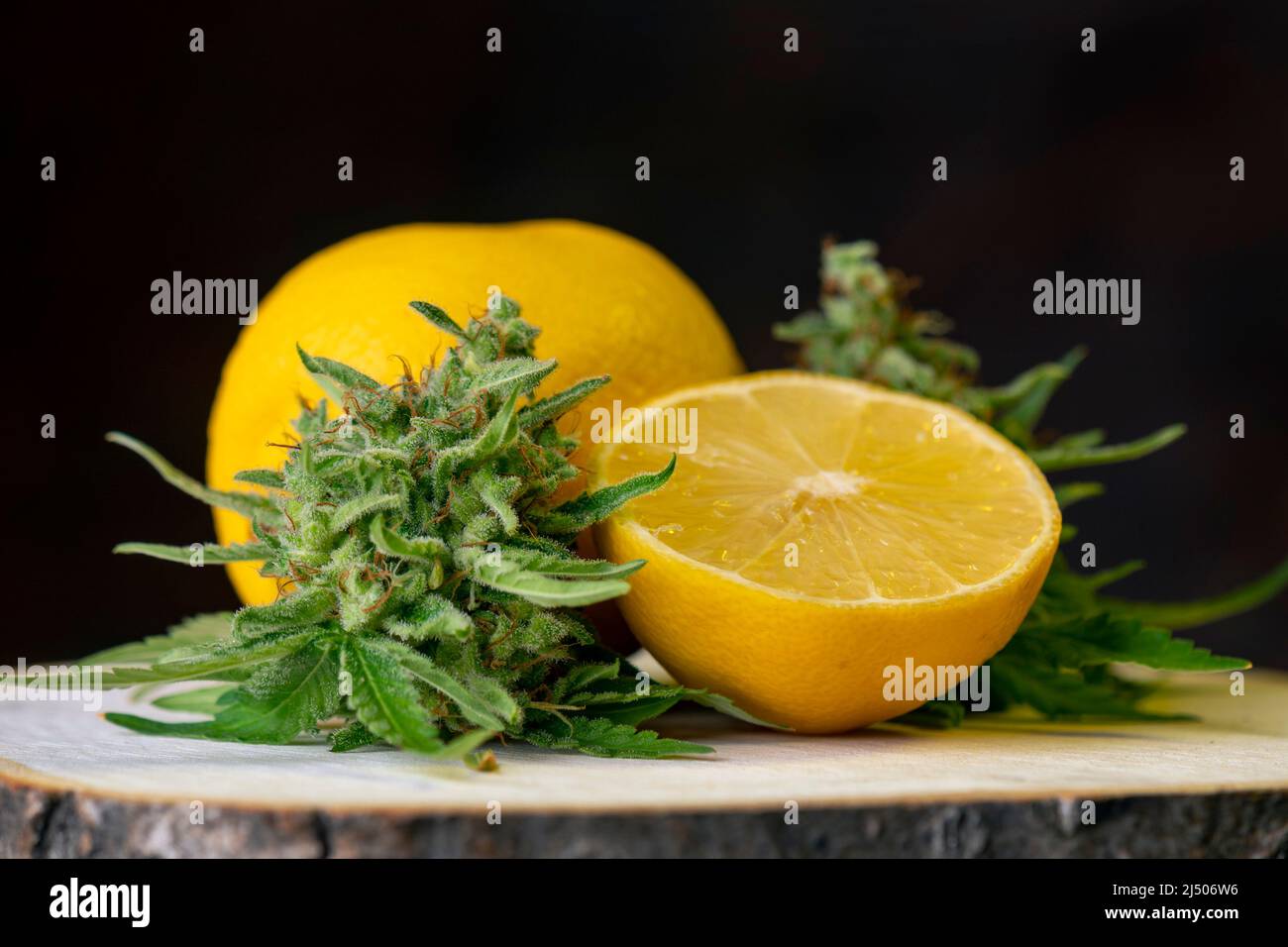 Close up of fresh Cannabis buds and lemons, cannabis cooking concept Stock Photo