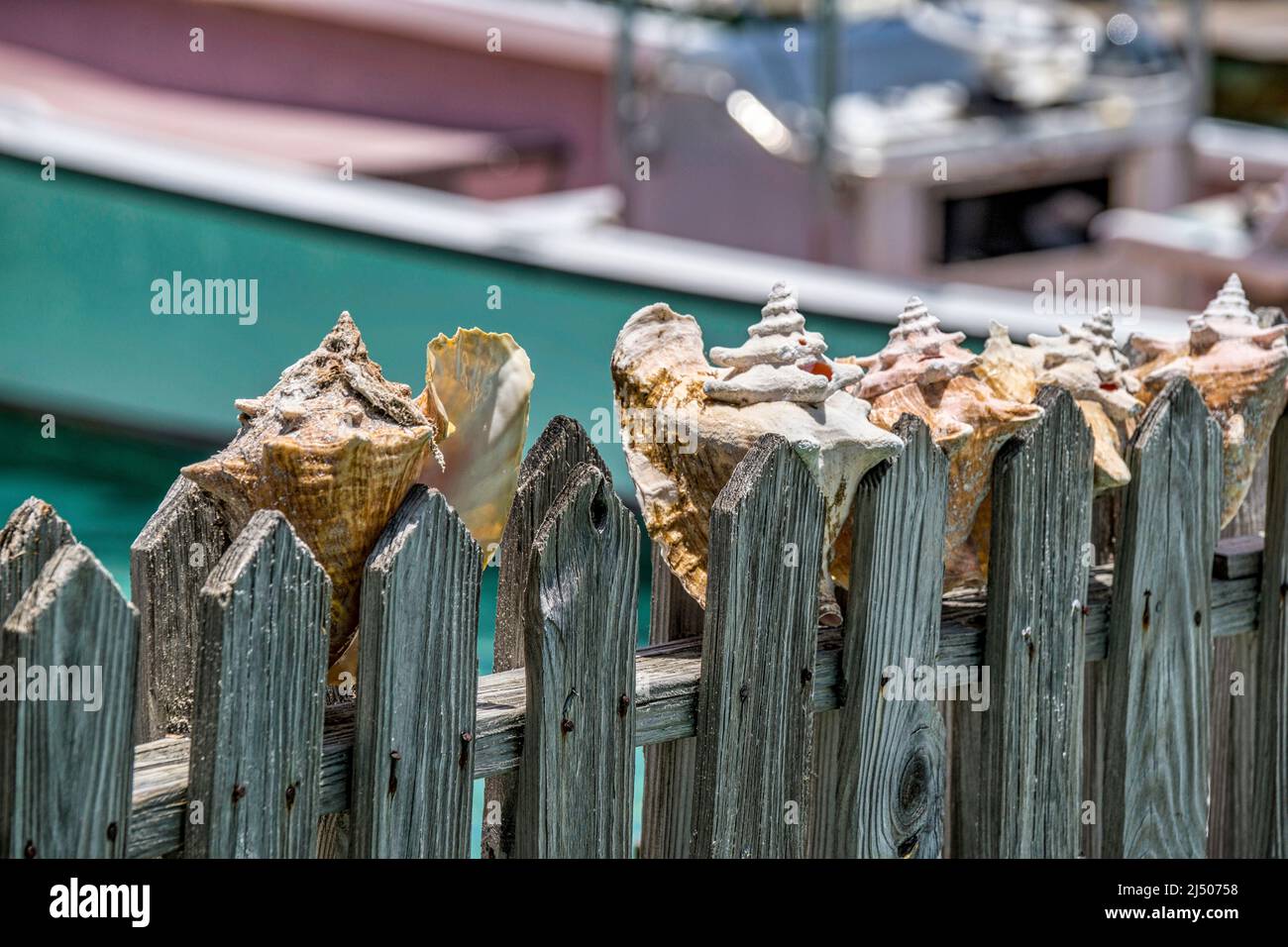 Conch shells displayed on a wooden fence at a marina on Bimini in the ...