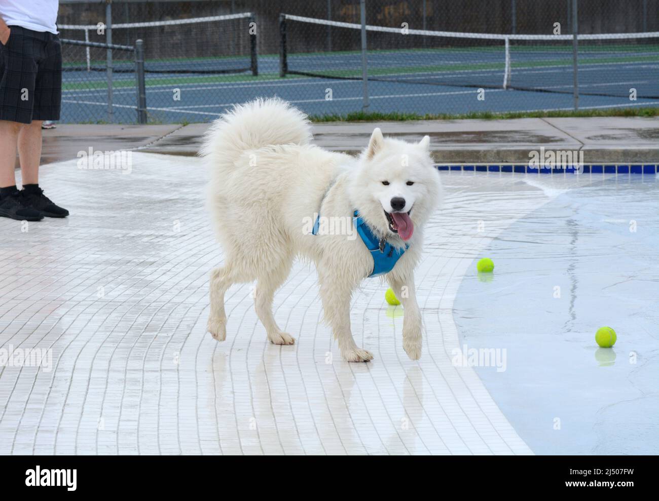 Samoyed dog walking at edge of swimming pool with tennis balls on ground Stock Photo