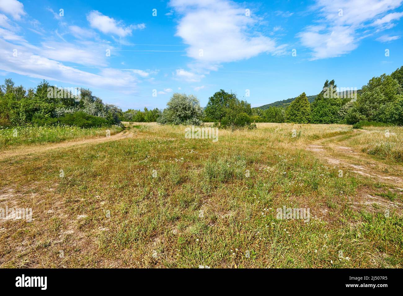 Meadow in summer with plants growing Stock Photo