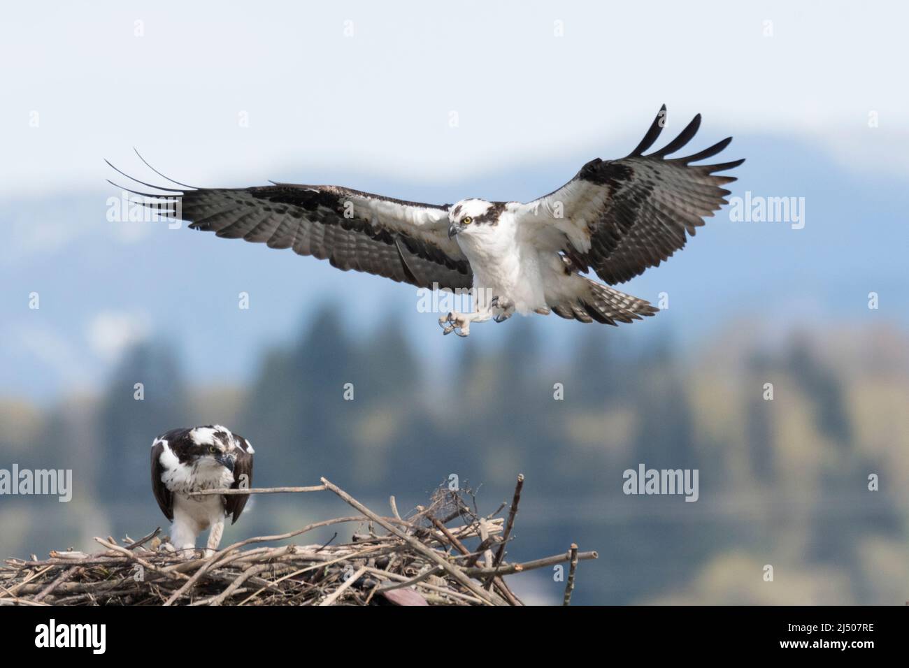 A male Osprey flies toward his mate in a nest in Everett, Washington