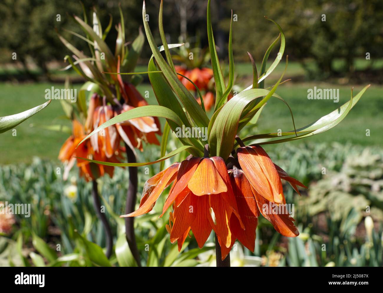 Orange color of Crown Imperial flowers, also known as Fritillaria Imperialis, blooming in early Spring Stock Photo