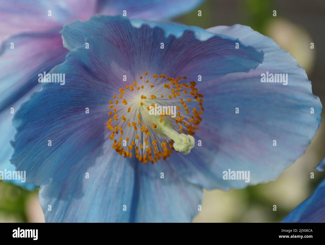 Close up of a beautiful Blue Poppy 'Lingholm' flower Stock Photo