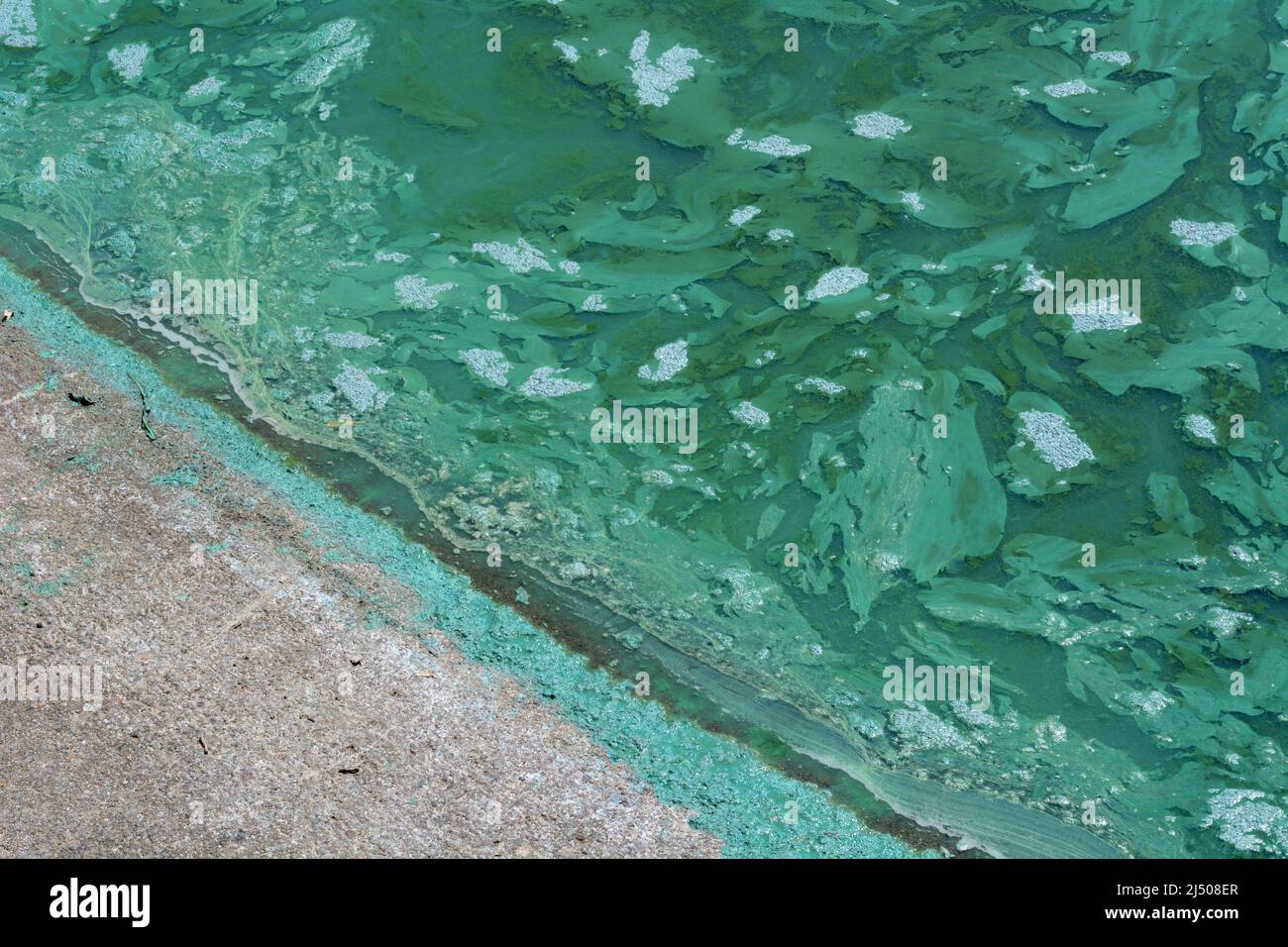 Blue green algae pollution in lake at shore of boat ramp Stock Photo