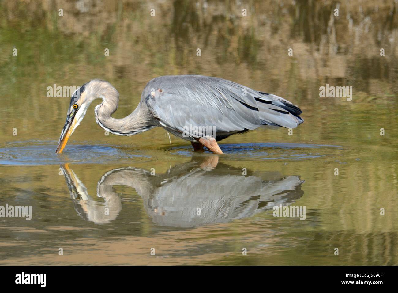Great Blue Heron wading and fishing in shallow end of lake Stock Photo