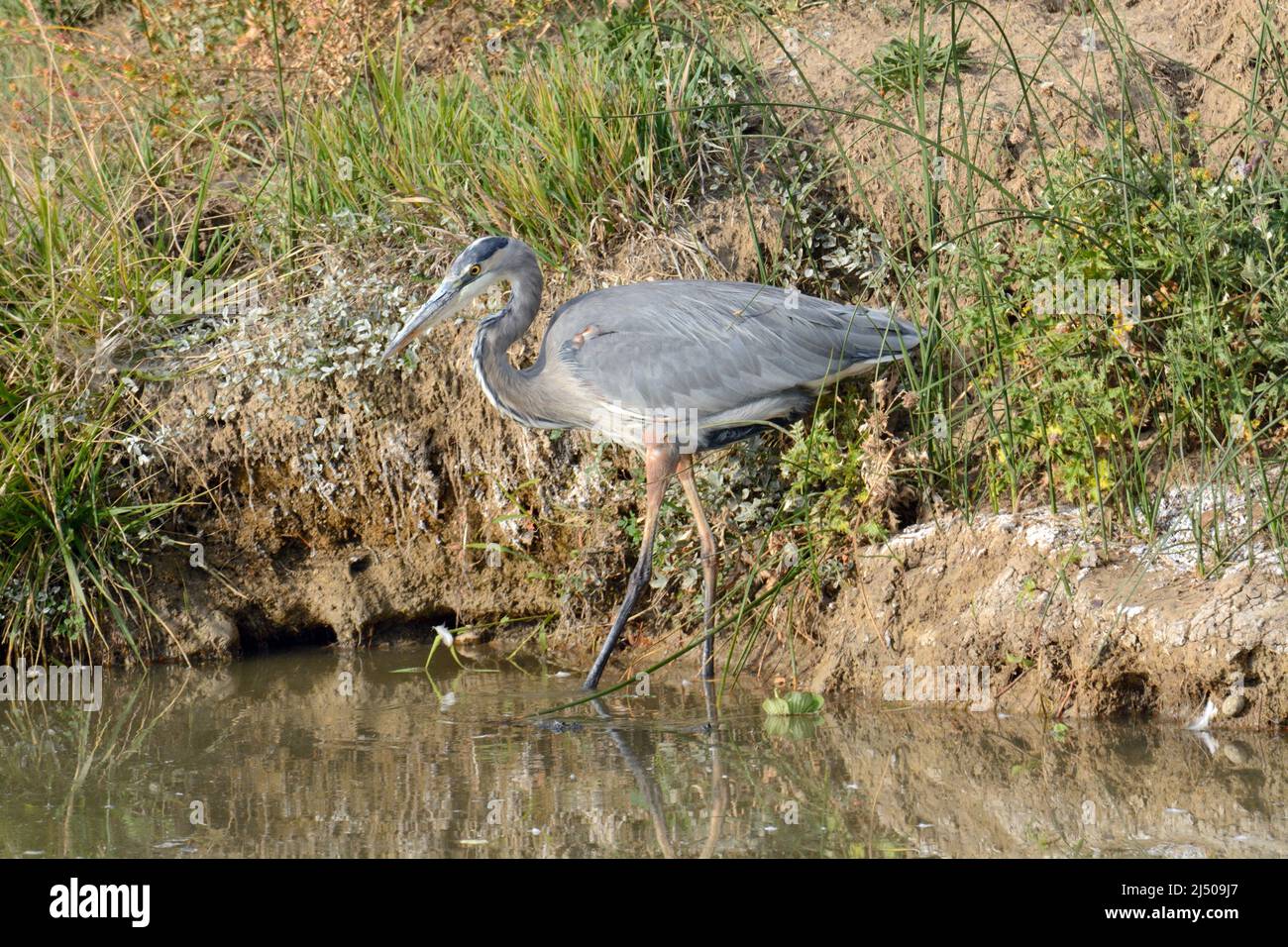 Great blue heron bird wading at edge of stream into lake Stock Photo