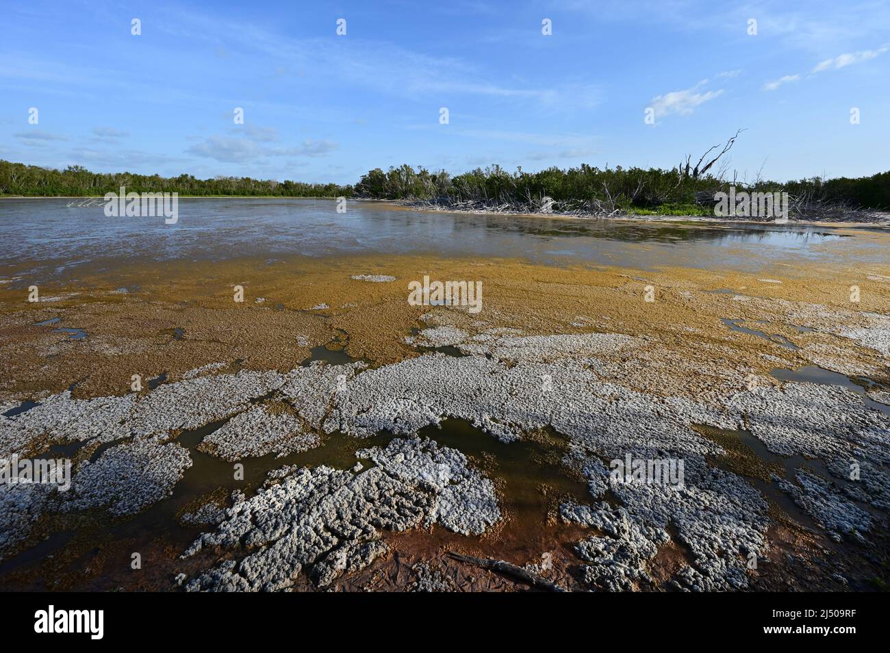 Colorful organic algal bloom in Eco Pond in Everglades National Park, Florida in early morning light.. Stock Photo