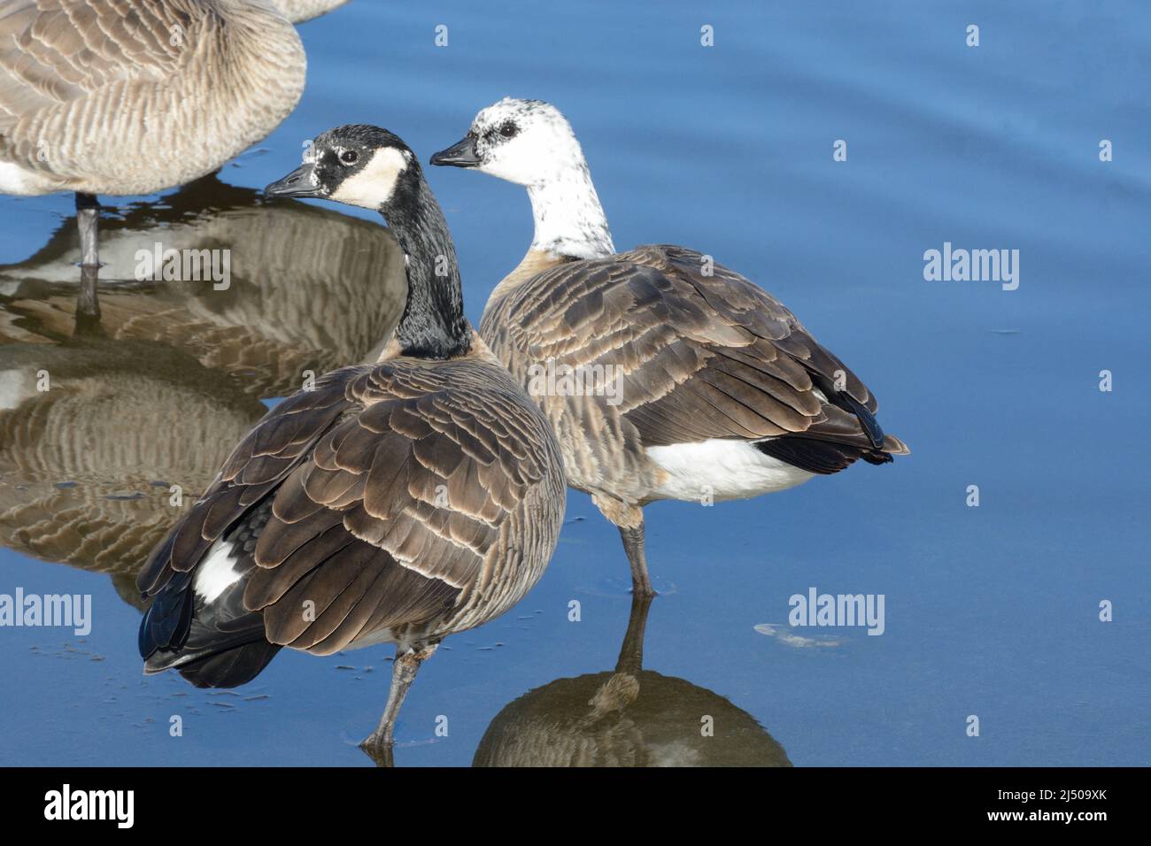 Canada geese with different degrees of leucism standing on ice below water of lake Stock Photo