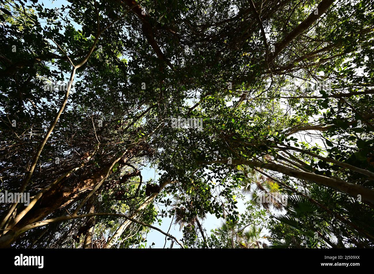 Hardwood canopy over Mahogany Hammock boardwalk in Everglades National