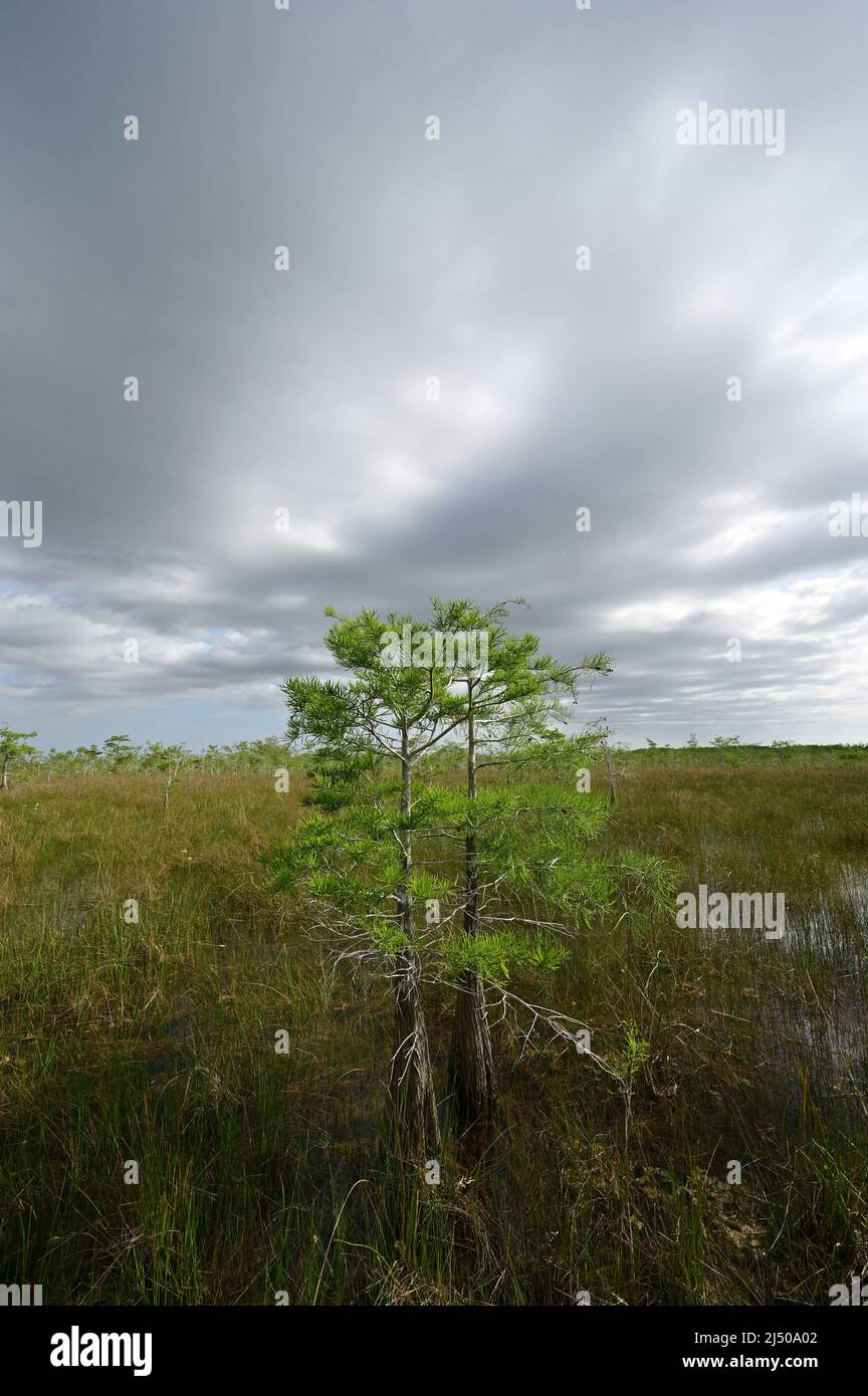 Cypress trees of the Dwarf Cypress Forest in Everglades National Park, Florida in bright green spring foliage under developing cloudscape. Stock Photo