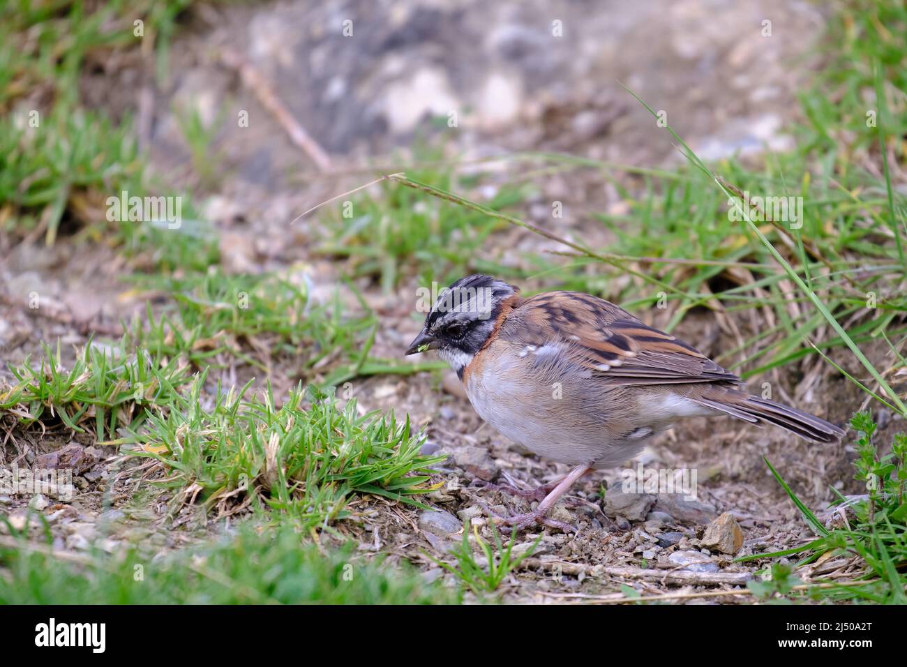 Rufous collared Sparrow (Zonotrichia capensis), walking in the grass looking for food. Stock Photo