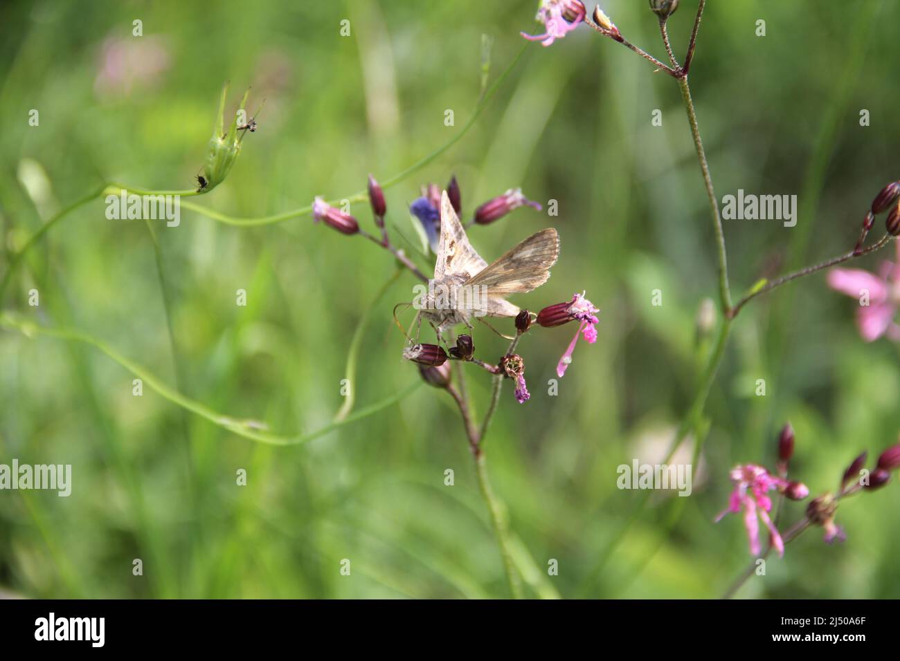 Autographa Silver Y moth, fam. Plusiinae, on Silene flos-cuculi flowers on green blurred background. Stock Photo