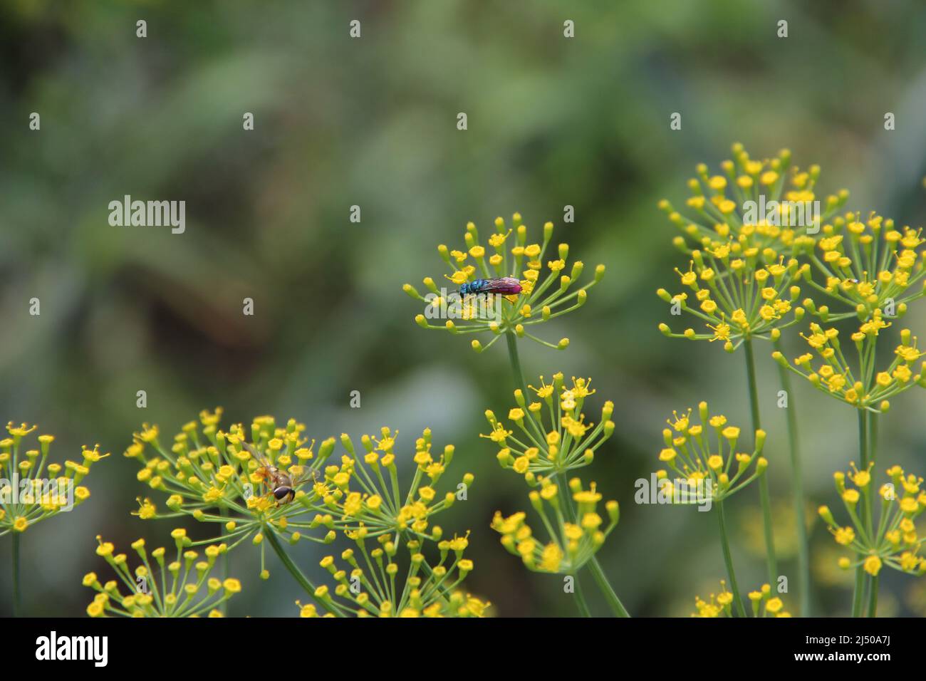 Fiery-brilliant wasp, Chrysis ignita, on dill flowers.  Stock Photo