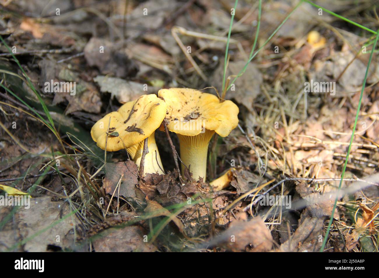 Wild chanterelle mushrooms in the forest in dry leaves. Close up of