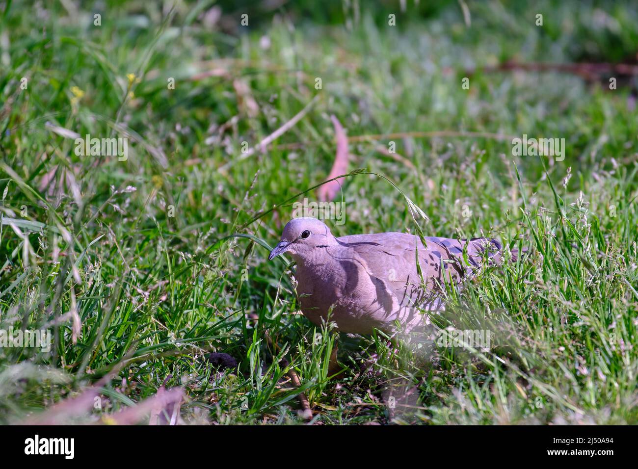 Eared Dove (Zenaida auriculata), walking on the grass looking for its food. Stock Photo