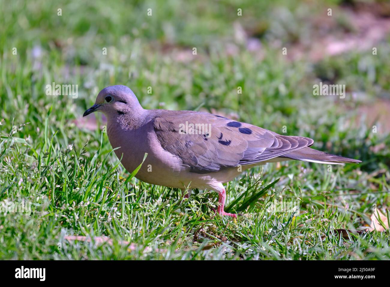 Eared Dove (Zenaida auriculata), walking on the grass looking for its food. Stock Photo