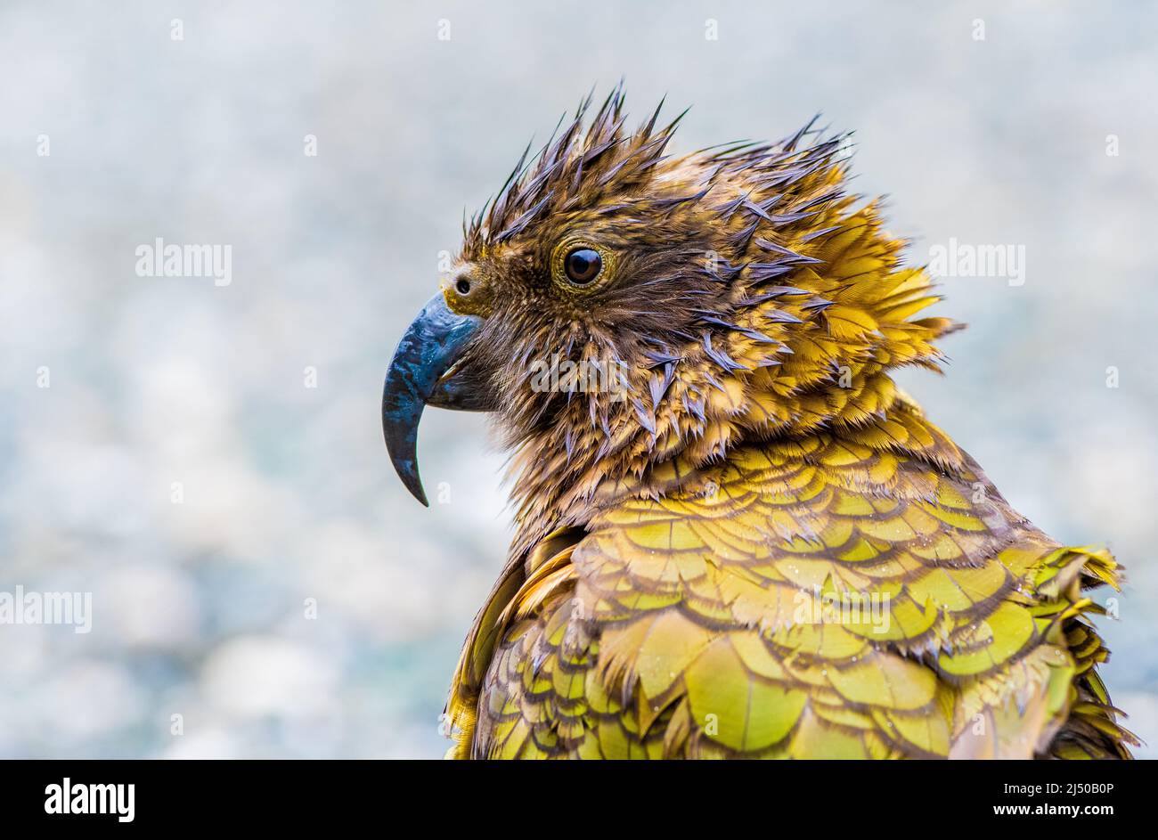 Kea in rain new hi-res stock photography and images - Alamy