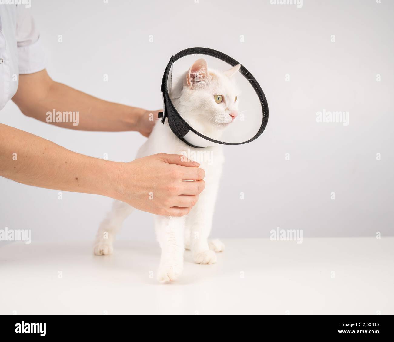 Kitten vet cone hires stock photography and images Alamy