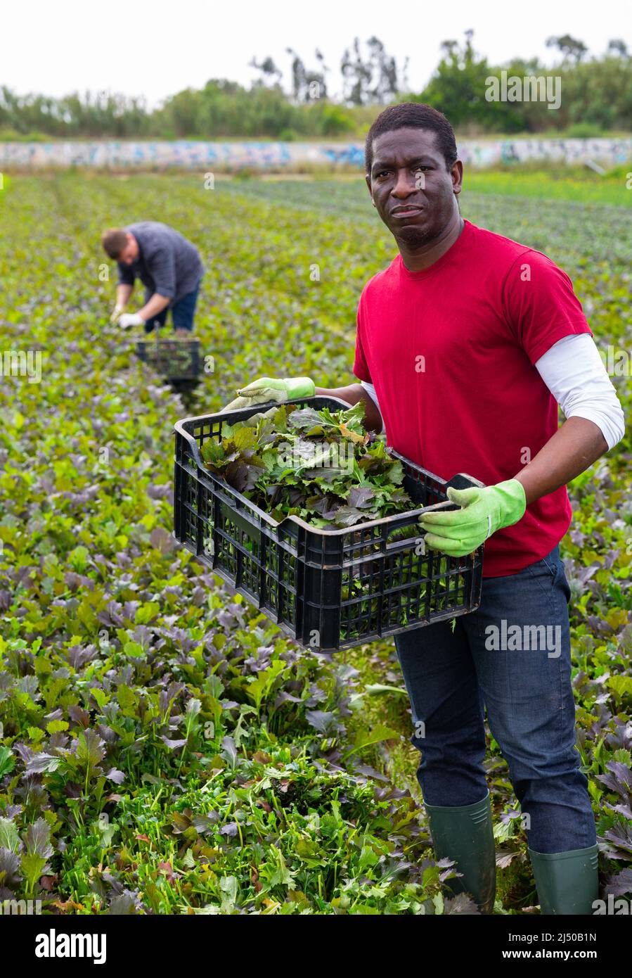 African american carrying box with gathered red mustard greens Stock Photo