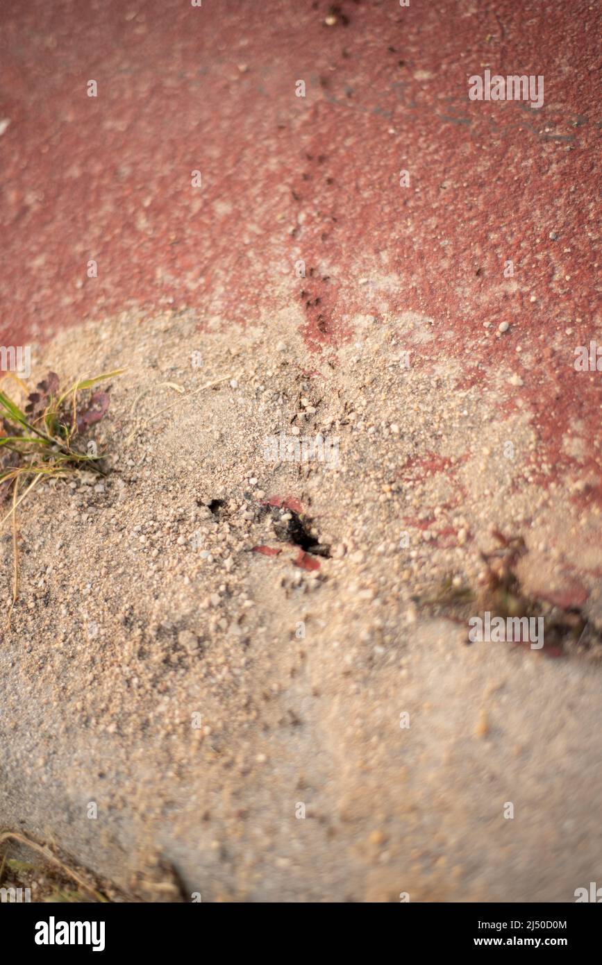 ants on urban pavement Stock Photo Alamy
