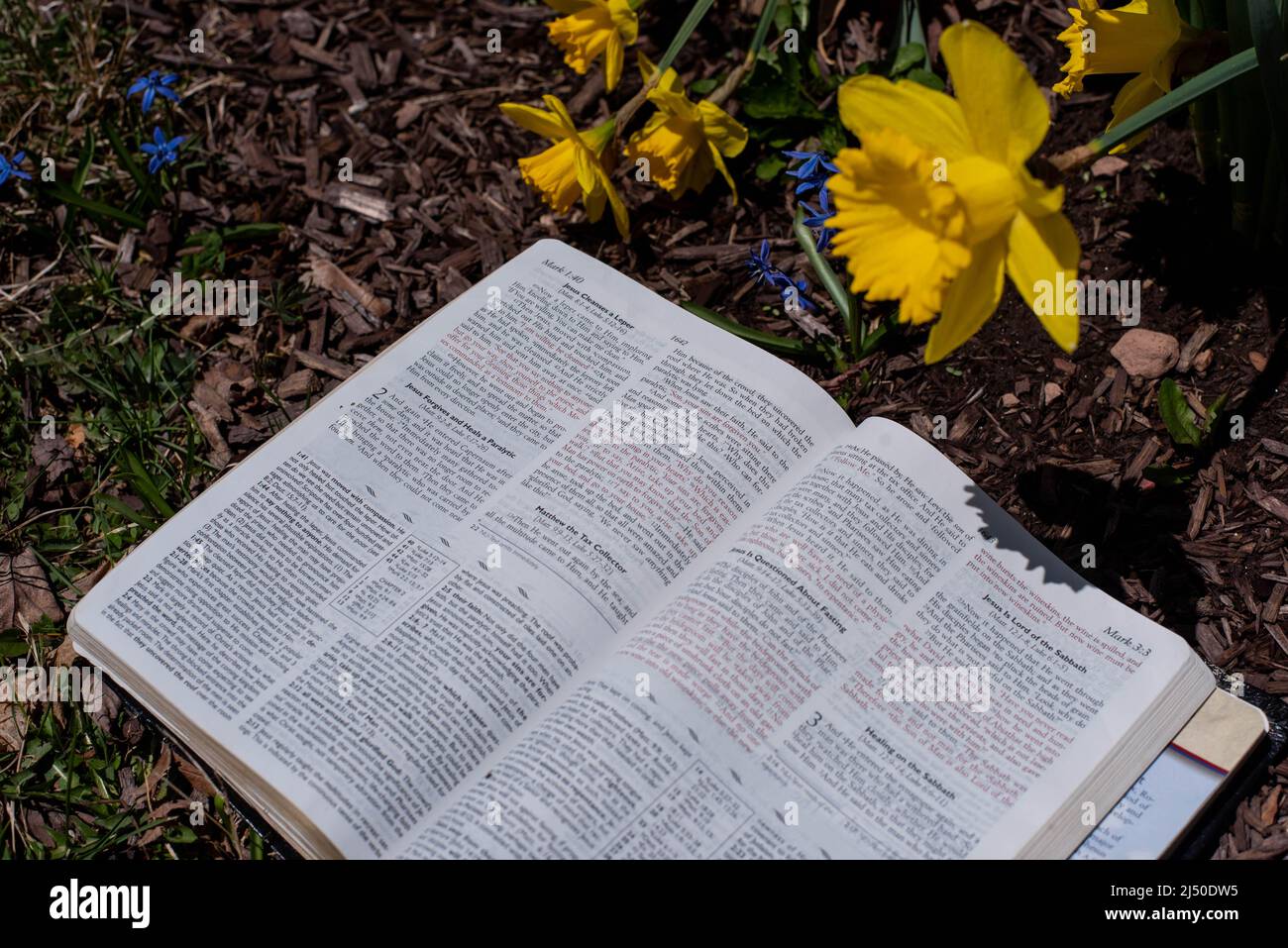A book next to a bunch of daffodils on a warm spring day. Stock Photo