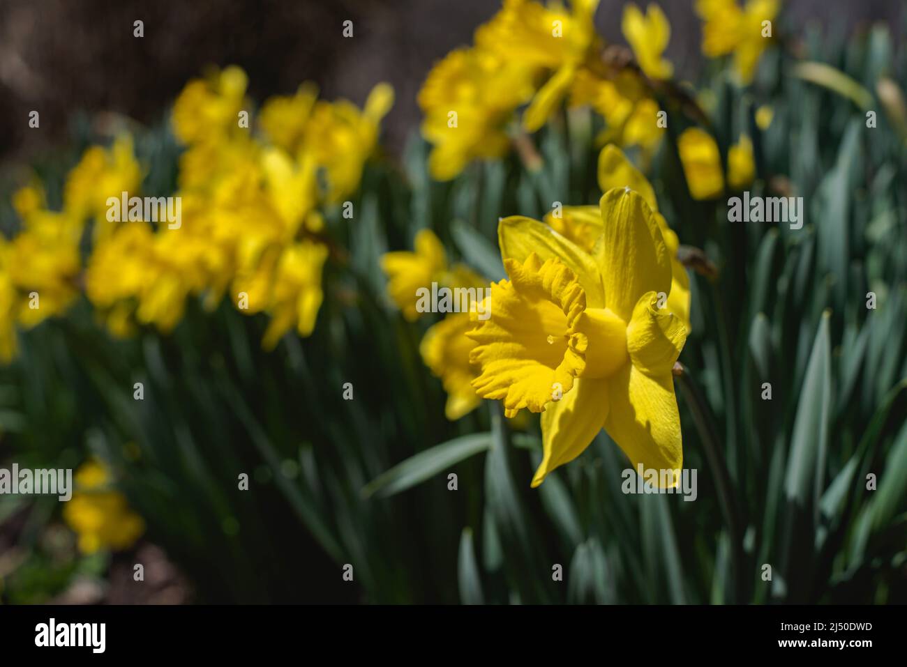 Daffodils pictured against a bright blue sky. Stock Photo