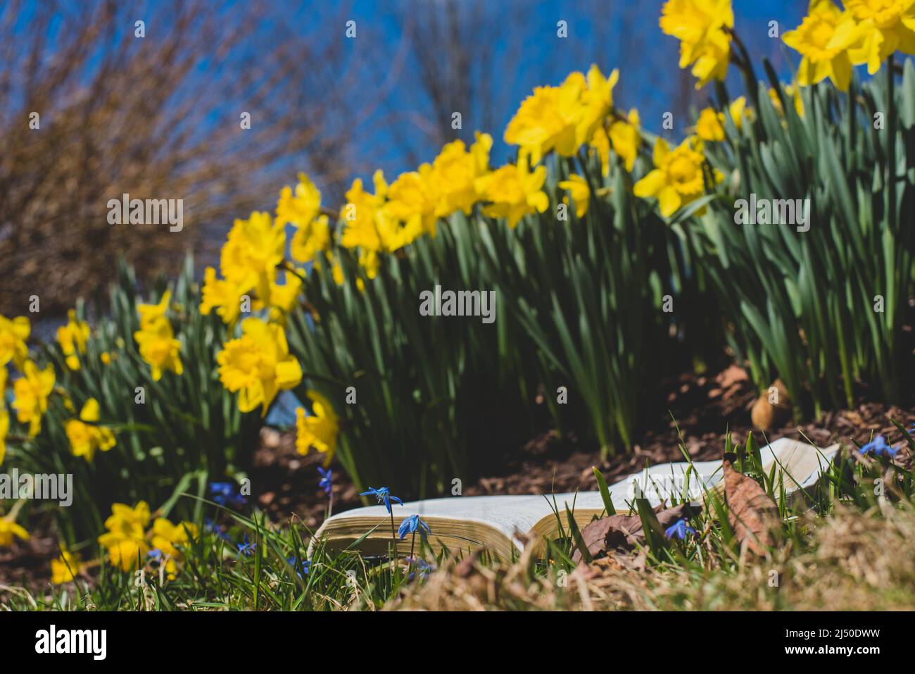 A book next to a bunch of daffodils on a warm spring day. Stock Photo