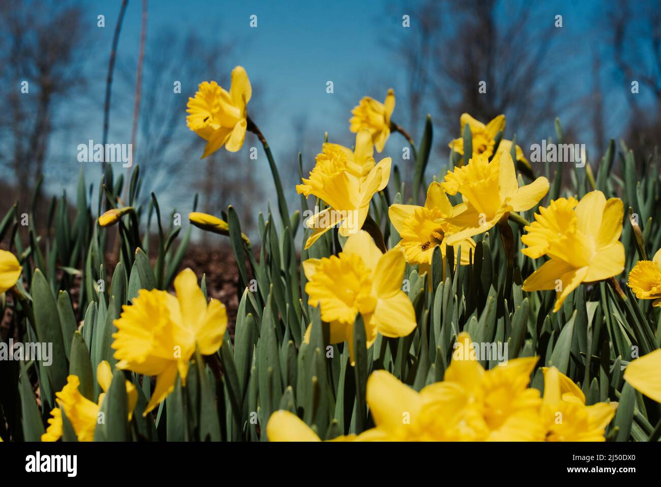 Daffodils pictured against a bright blue sky. Stock Photo