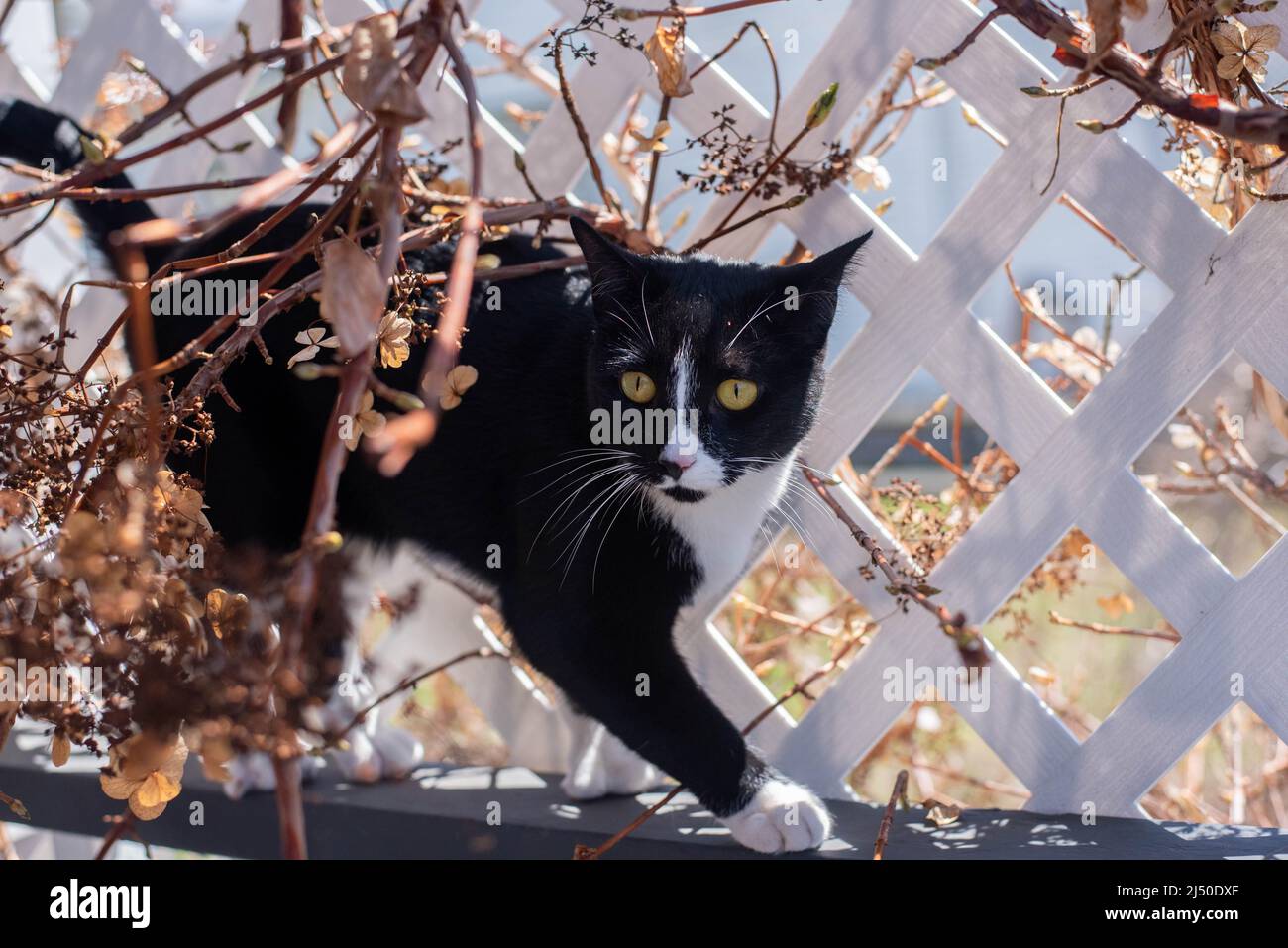 A black and white cat walks along a vine covered trellis. - Stock Image