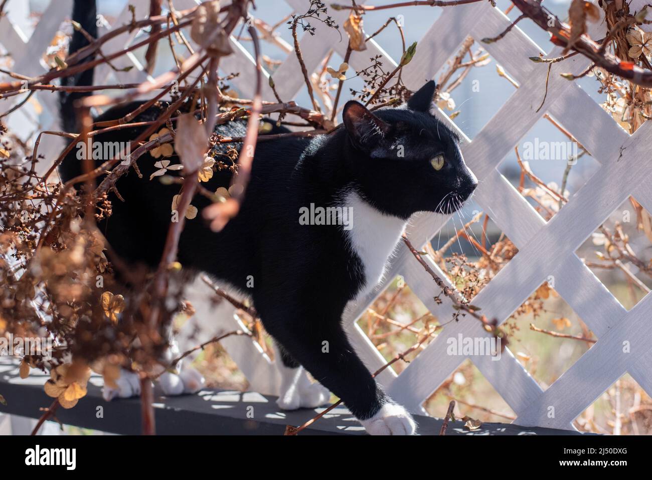 A black and white cat walks along a vine covered trellis. Stock Photo