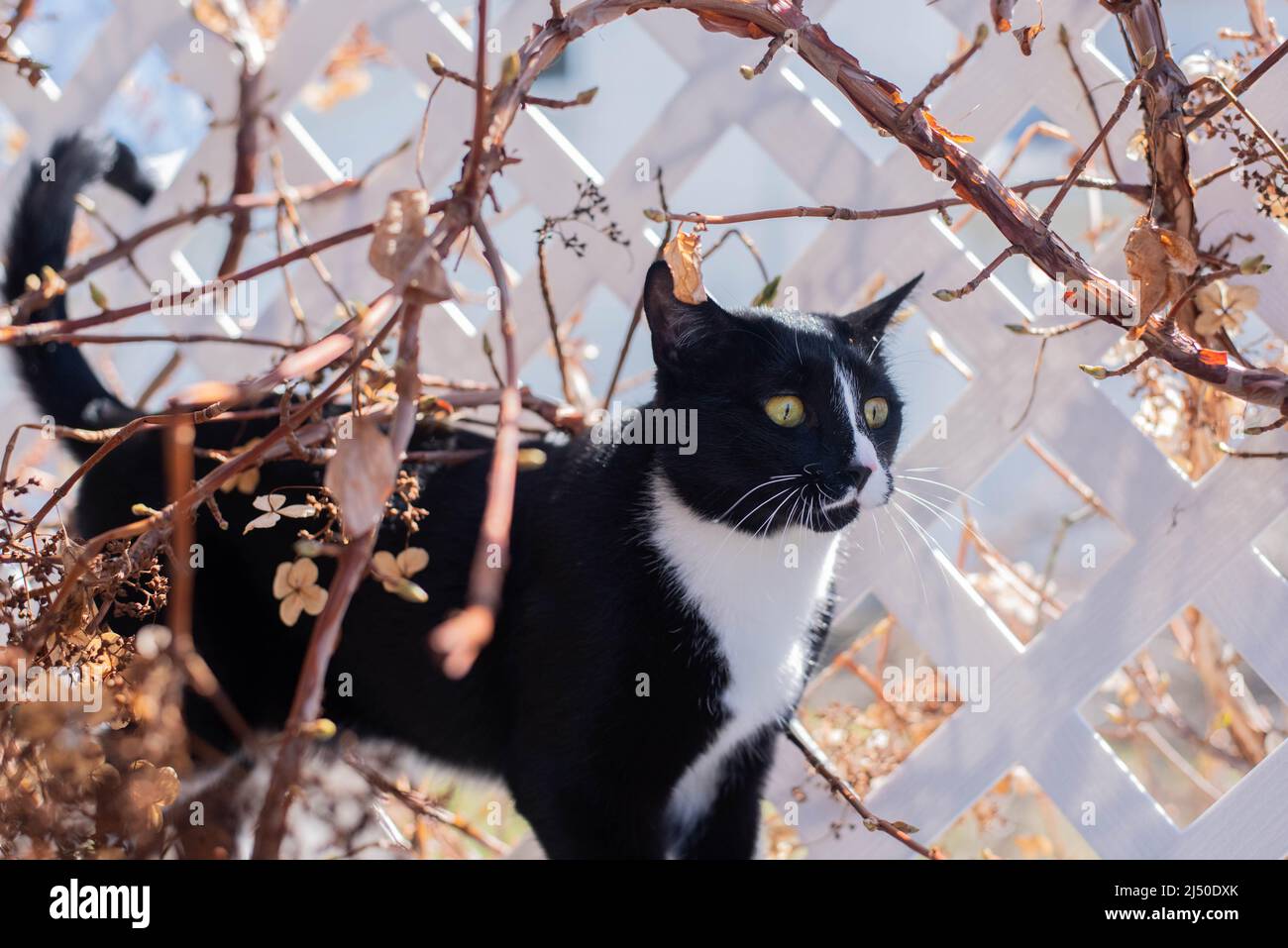 A black and white cat walks along a vine covered trellis. - Stock Image