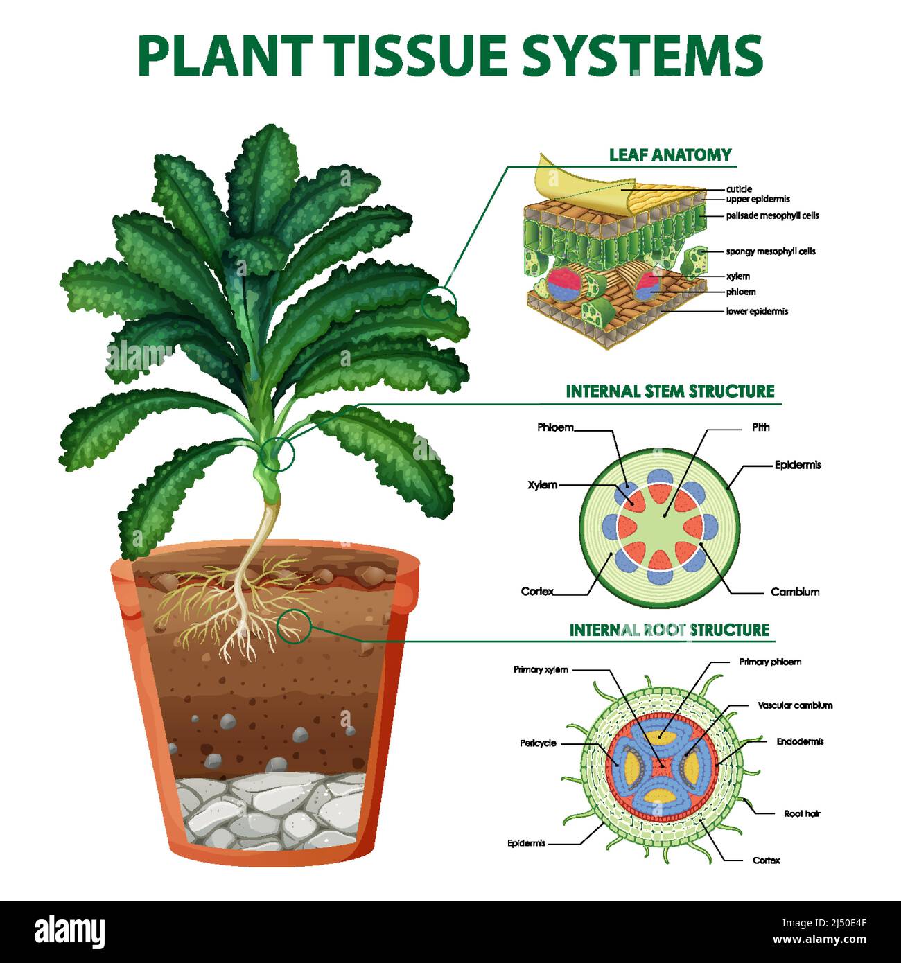 Diagram showing plant tissue systems illustration Stock Vector Image