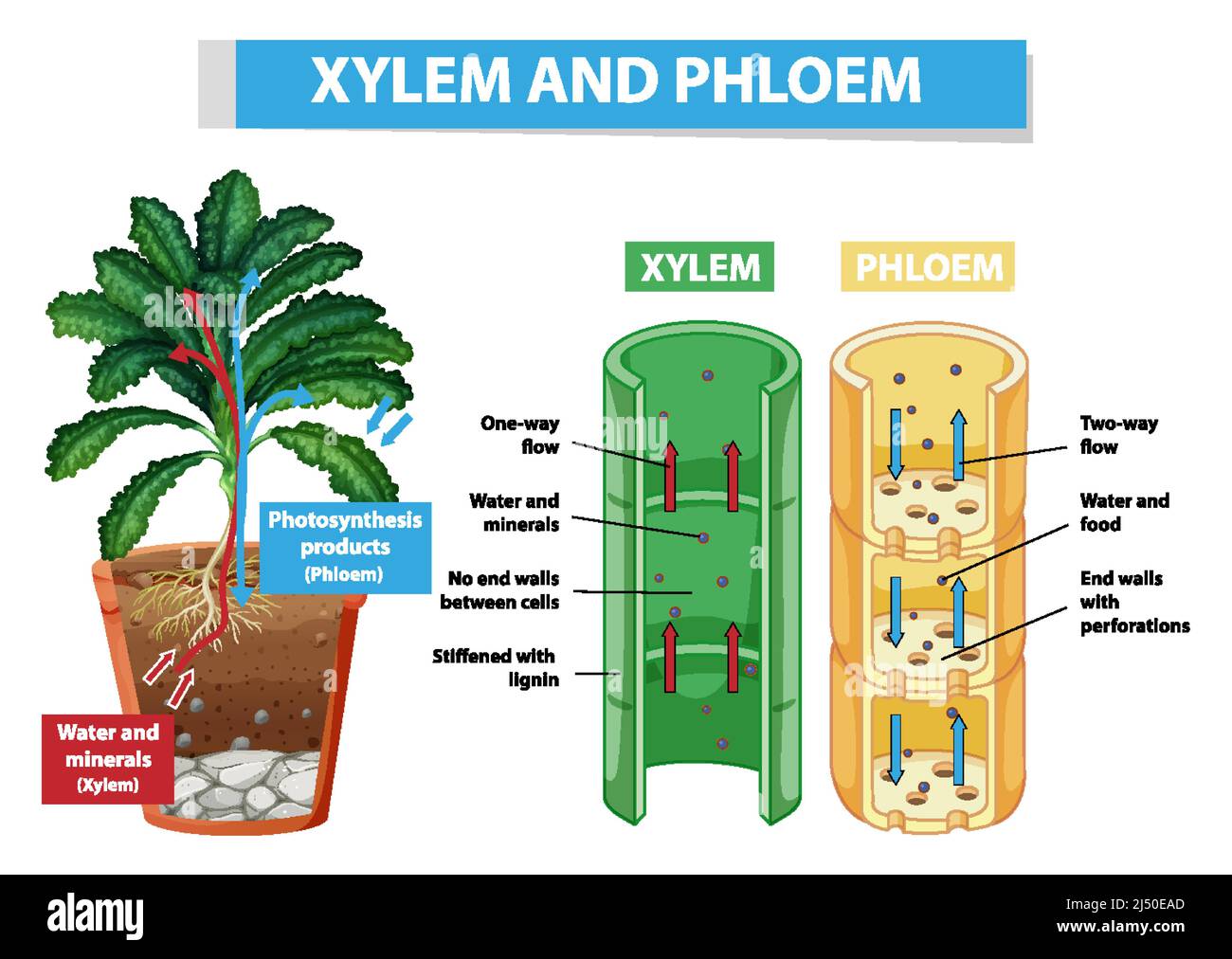 Diagram showing xylem and phloem in plant illustration Stock Vector Image &  Art - Alamy