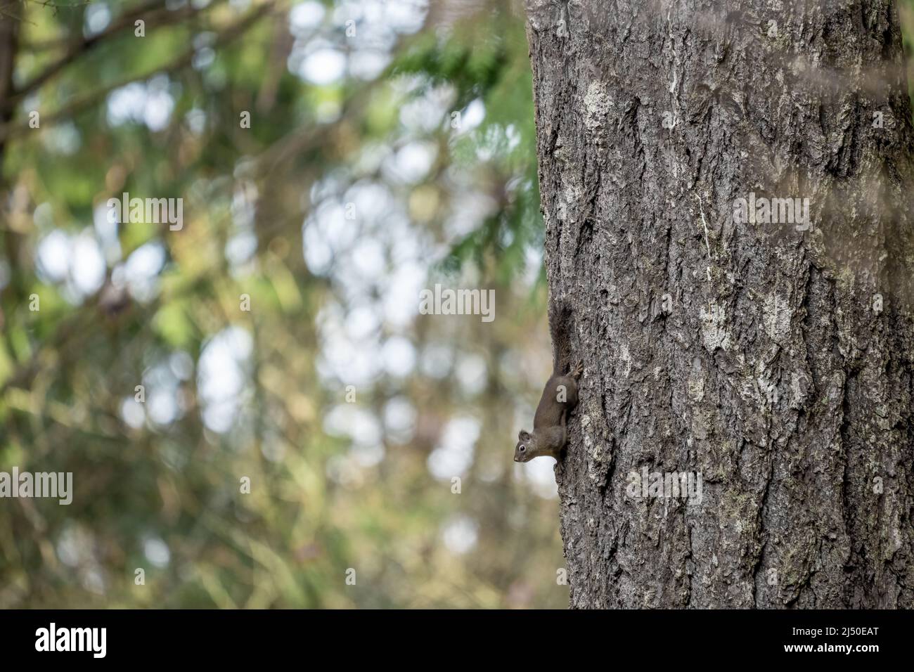 Issaquah, Washington, USA.   Douglas Squirrel on a Douglas Fir tree trunk Stock Photo