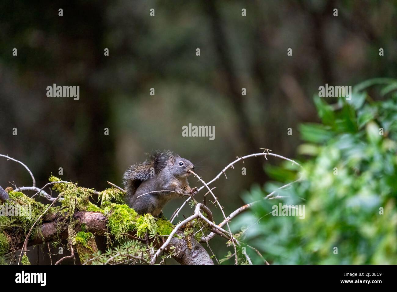 Issaquah, Washington, USA. Douglas Squirrel chewing on a small branch of a tree trained to grow