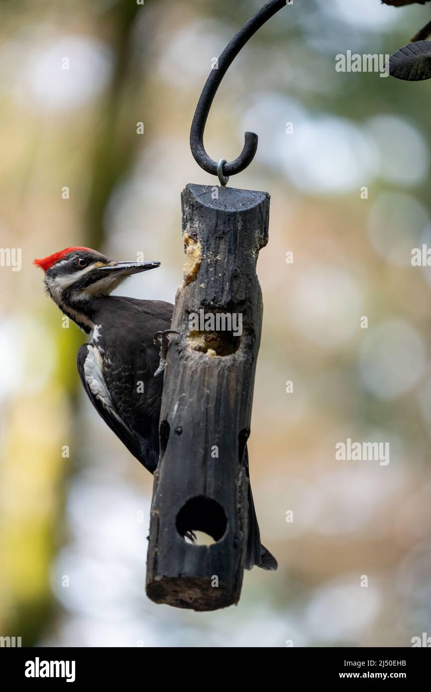 Issaquah, Washington, USA. Female Pileated Woodpecker eating from a log