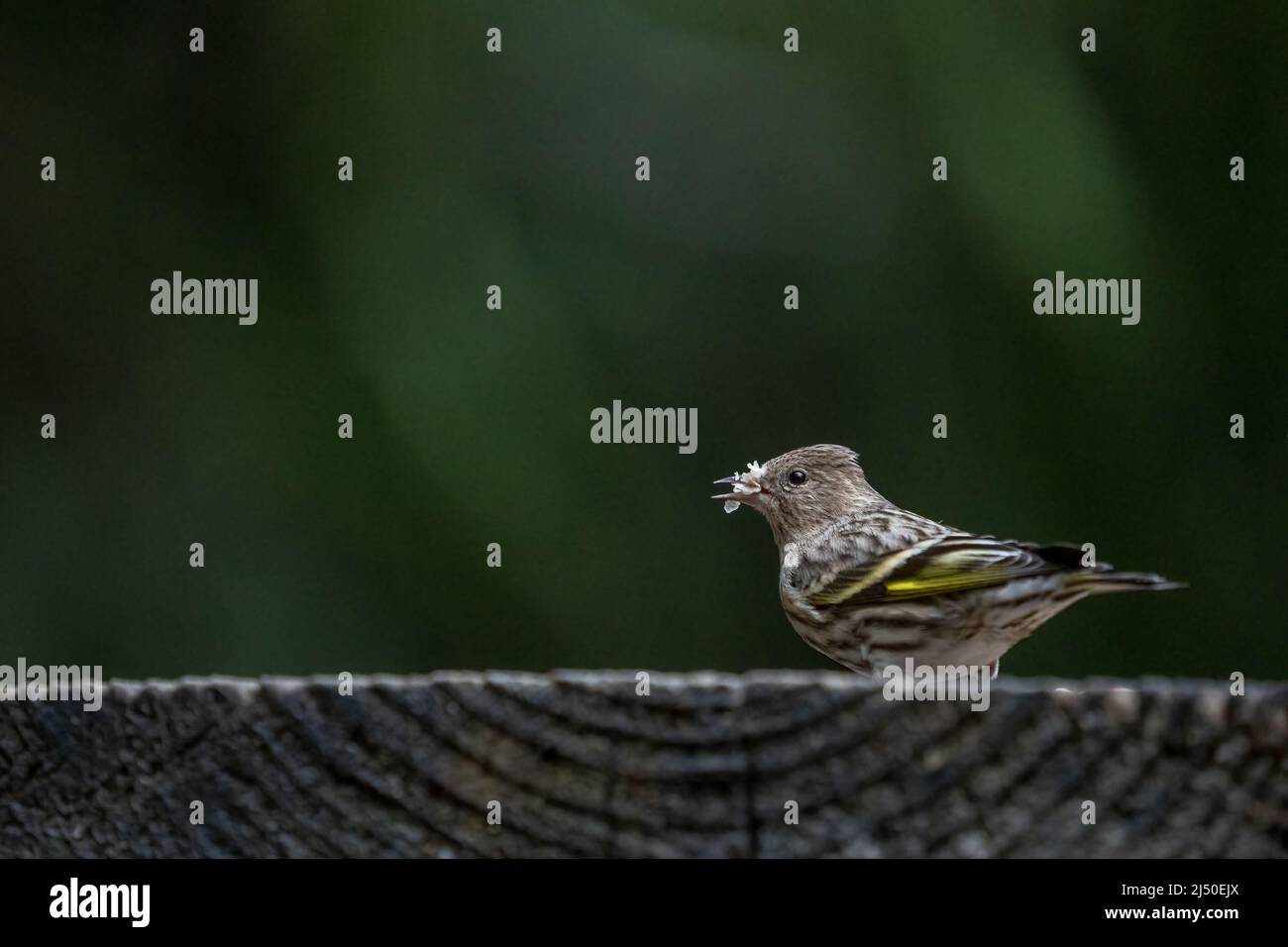 Issaquah, Washington, USA.   Male Pine Sisken eating birdseed on a platform feeder Stock Photo