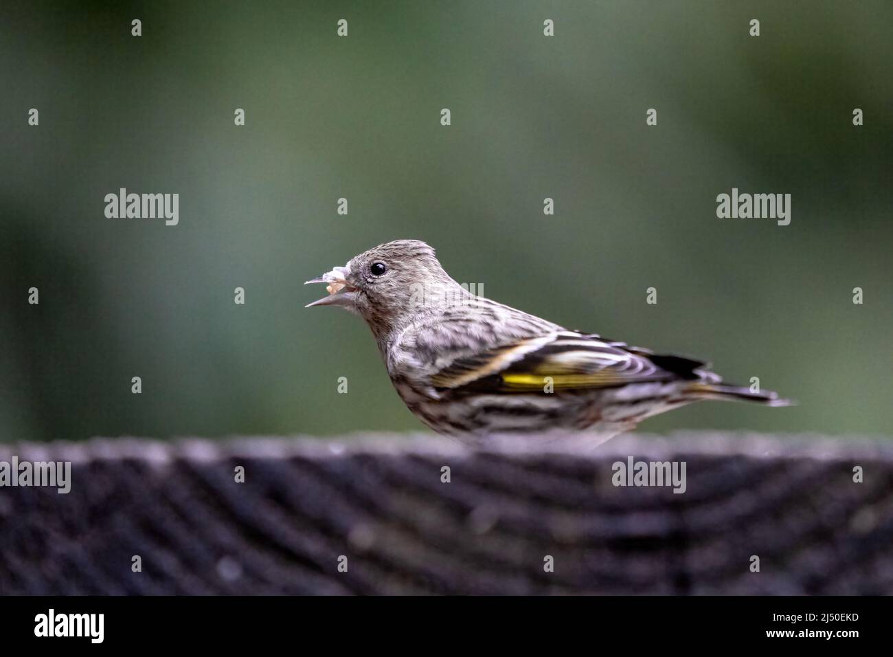 Issaquah, Washington, USA.   Male Pine Sisken eating birdseed on a platform feeder Stock Photo