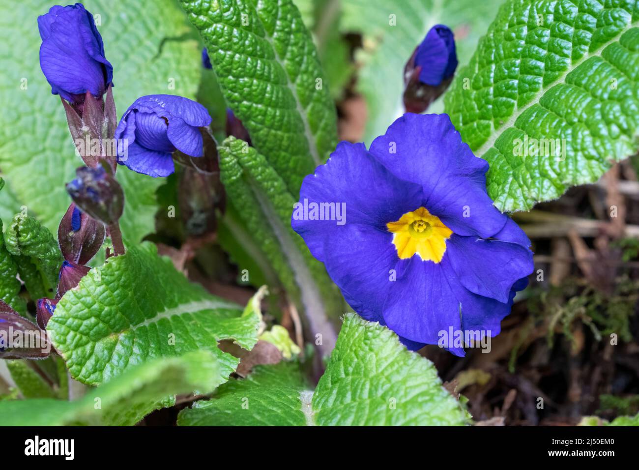Issaquah, Washington, USA.   Purple primrose flower in bloom Stock Photo