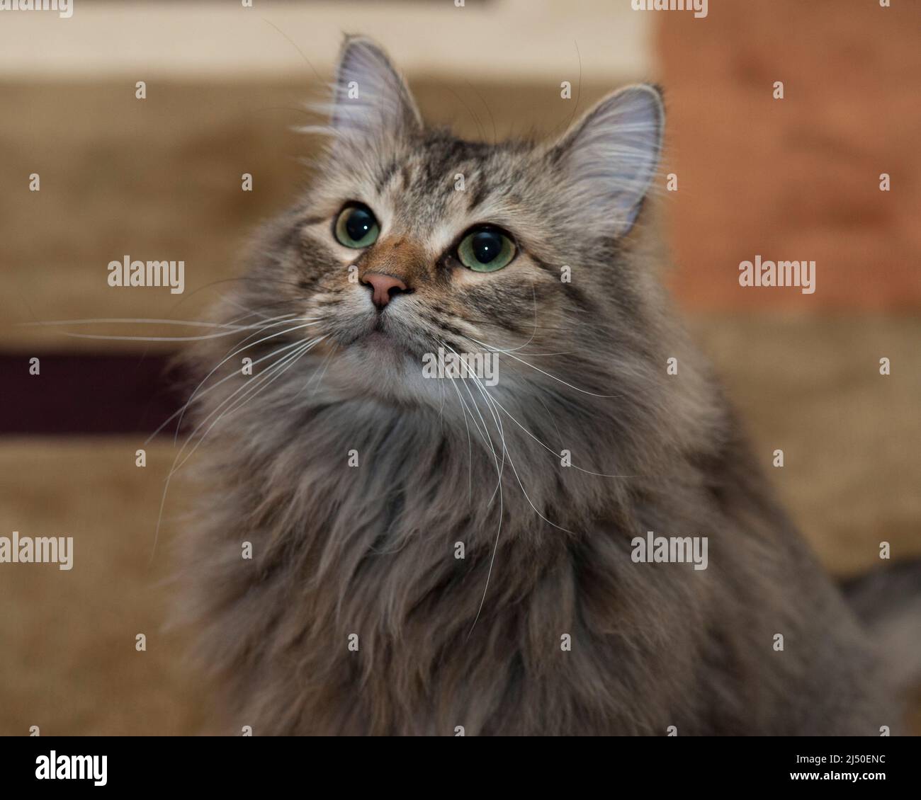 A pretty Maine Coon housecat Stock Photo