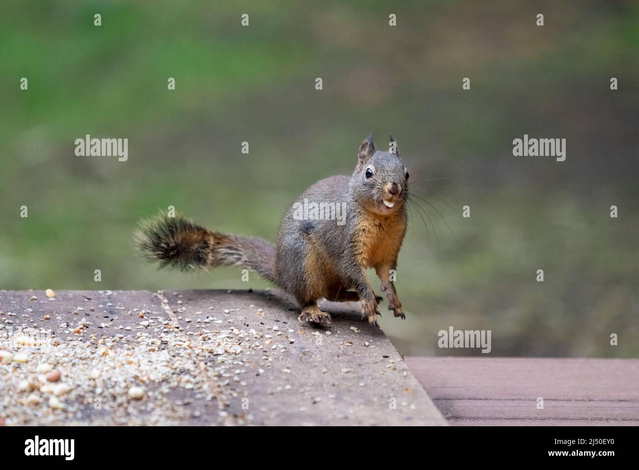 Issaquah, Washington, USA.   Funny Douglas Squirrel jumping in the air, looking startled Stock Photo