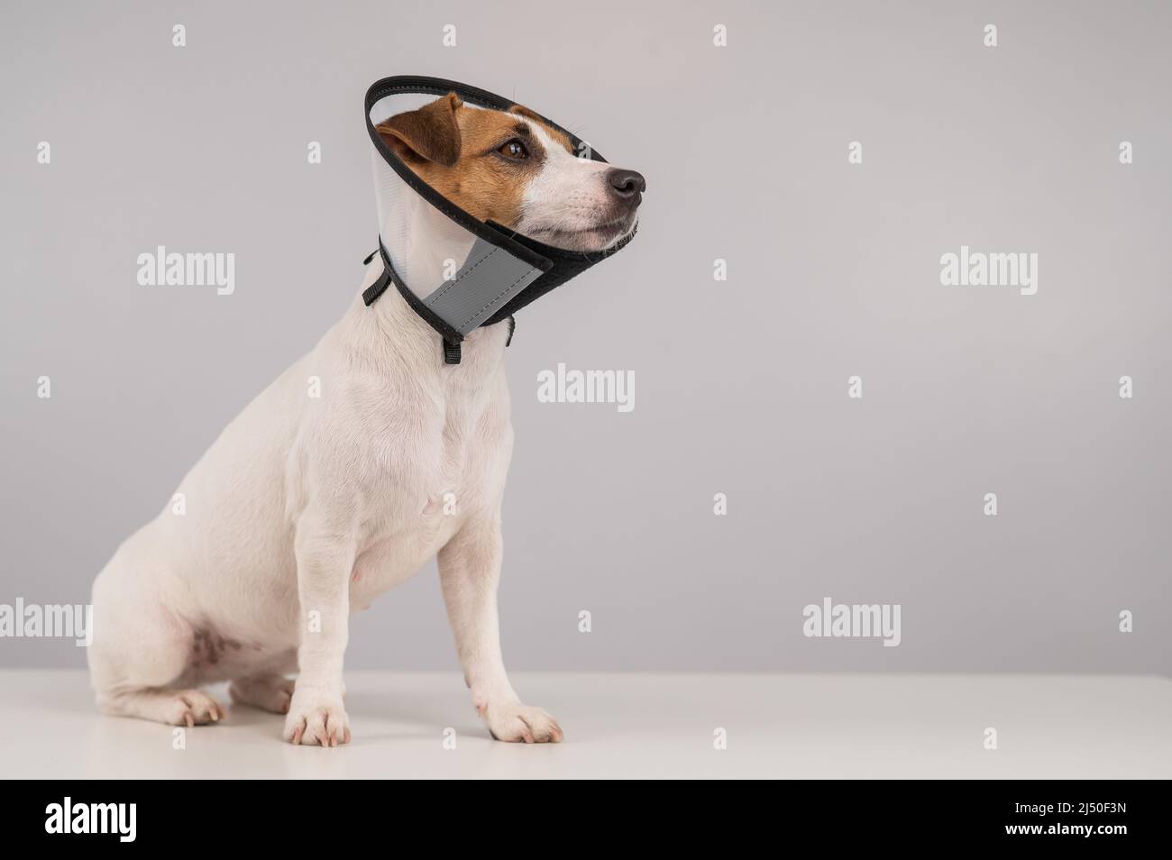 Jack Russell Terrier dog in plastic cone after surgery. Copy space Stock Photo Alamy